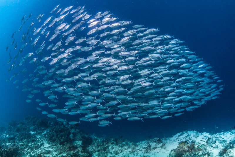 School of sardines