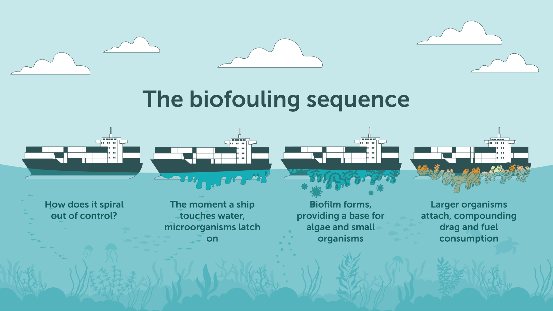 The biofouling sequence and its effects